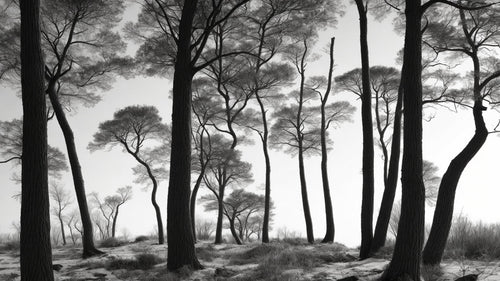 Bathroom Wallpaper | Black and White Forest Wall Mural