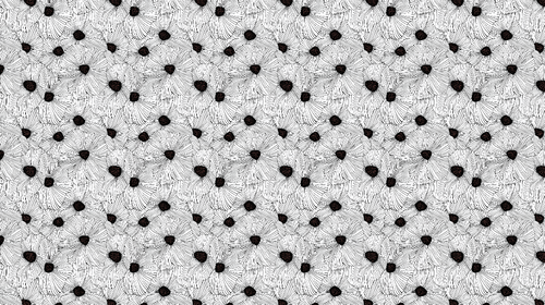 Black & White Floral Wallpaper | Linear Blooms with Dark Centres