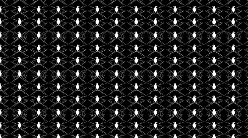 Birds and Web Wallpaper | Graphic Black and White Design