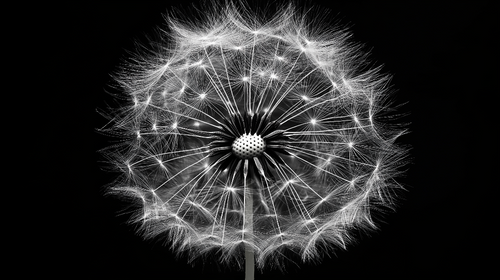 Abstract Dandelion Wallpaper | Monochrome Wall Mural