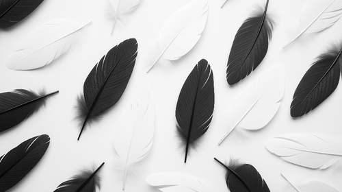 Black & White Feathers Wallpaper | Elegant Wall Mural Design